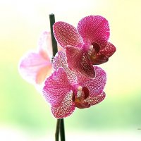Орхидея :: Маргарита 