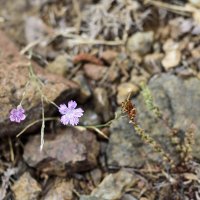 Жизнь среди камней :: Ольга Рощектаева