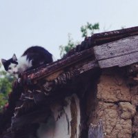 Кот на крыше :: Оксана #
