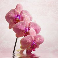 Орхидея :: Светлана Л.