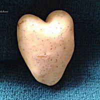 Сердечная картофелина :: Nina Yudicheva