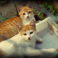 Тёплые коты :: Катерина Чебышева