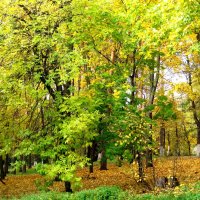 В городском парке осенью :: Елена Семигина