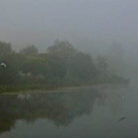 туман с птицами :: Елена 