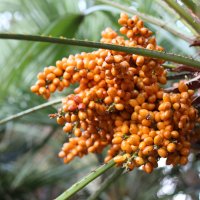 плоды пальмы :: valeriy khlopunov
