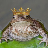 Царевна-жаба :: Viacheslav 