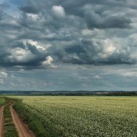 Полевая дорога :: Виктор Четошников