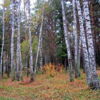 Нарядная рябинка . :: Мила Бовкун