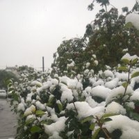 первый снег :: данющенко мария 