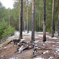 В октябре :: Галина Новинская