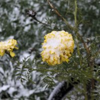 первый снег :: petyxov петухов