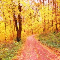 Осенний лес :: Евгений Дубовцев