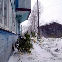 "Золотые шары" не ждали снега в начале октября :: Николай Туркин 