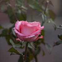 Осенняя роза :: Владимир Кроливец