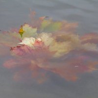 Осенний букет под водой :: Вера Щукина