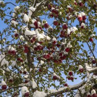 Яблоки в снегу..... :: Сергей Израилев