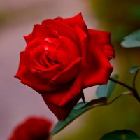 красная роза :: Наталья Крюкова