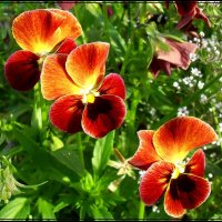 осенние цветы :: victor leinonen