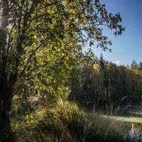 Осень пока отступила... :: Владимир Буравкин