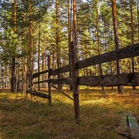 Просто лес.. :: Александр Тулупов