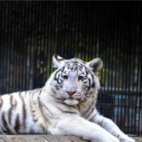 Детеныш белого тигра. :: cfysx 