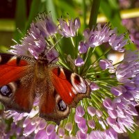 Бабочка на цветущем луке :: Михаил Аверкиев