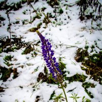 Цветут цветы среди зимы, никто не может их сорвать... :: dmitriy-vdv 