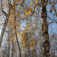 Листопад в парке :: Наталья Золотых-Сибирская