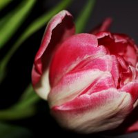 Розовый тюльпан :: Татьяна Богачева