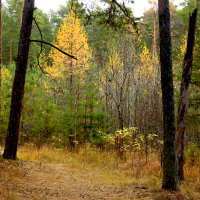 Костерки лиственниц :: Александр Садовский