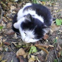 Котёнок :: Миша Любчик