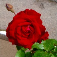 Среди асфальта красовалась красная роза :: Нина Корешкова