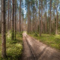 В сосновом бору :: Александр Лебедев