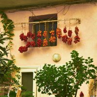 Так сушат помидоры в Италии :: Андрей Крючков