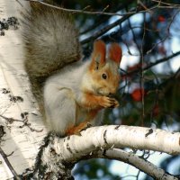 В березовой роще :: И.В.К. ))