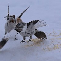 Ссора :: Александр Велигура