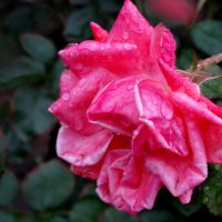 Дождь в октябре и розы... :: Тамара (st.tamara)