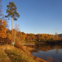 Золотая Осень в Лосином острове :: Андрей Лукьянов