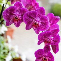 Орхидея. :: Геннадий Оробей