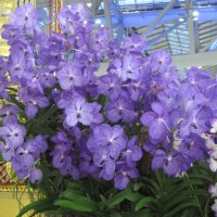 Голубые орхидеи :: Людмила Огнева 