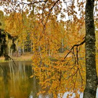 Берёзы осенняя грусть :: Леонид Иванчук