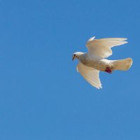 Белый голубь :: Николай Ефремов