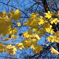Осенние листья кружат и кружат.. :: Елена Семигина