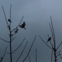 Осенние птички :: Aнна Зарубина