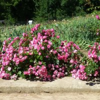 Цветы в Никитском ботаническом саду. :: Наиля 