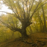 Таинственный лес :: Елена Решетникова