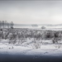 Зайцы в тумане :: Сергей Шабуневич