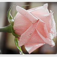 Розовые розы... :: Любовь Чунарёва