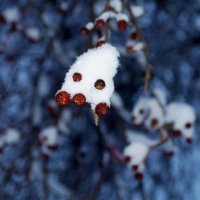 Дичка в снегу :: Кристина Воробьева