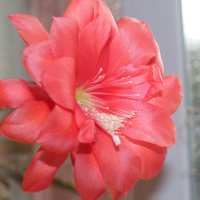 Цветок кактуса 1. :: Наталья Щёголева